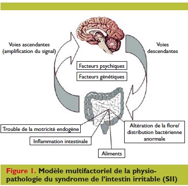 Un édulcorant détériore l'imperméabilité de la paroi intestinale