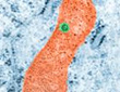 Dengue-virus.jpg